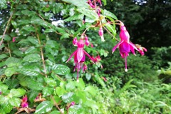 Fuchsia magellanica